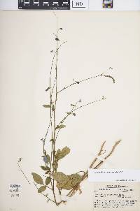 Desmodium tortuosum image