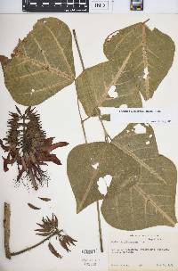 Erythrina subumbrans image
