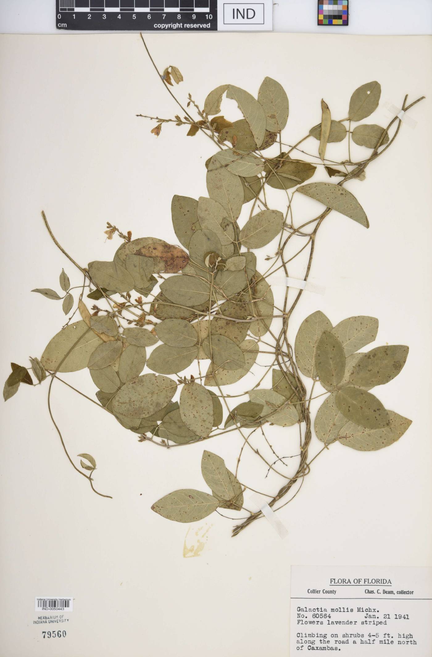 Galactia fasciculata image