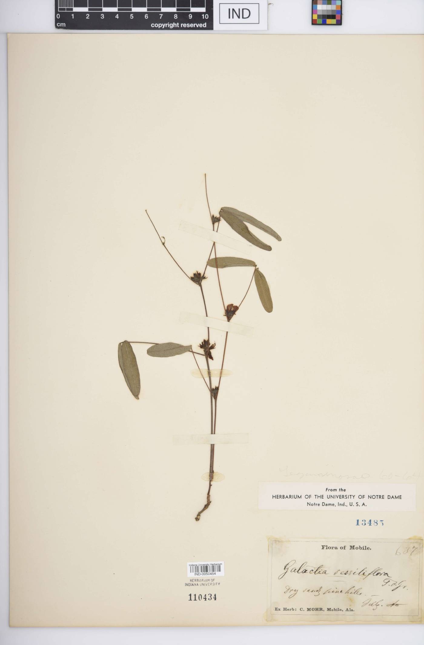 Galactia sessiliflora image