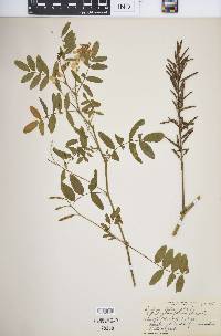 Galega officinalis image