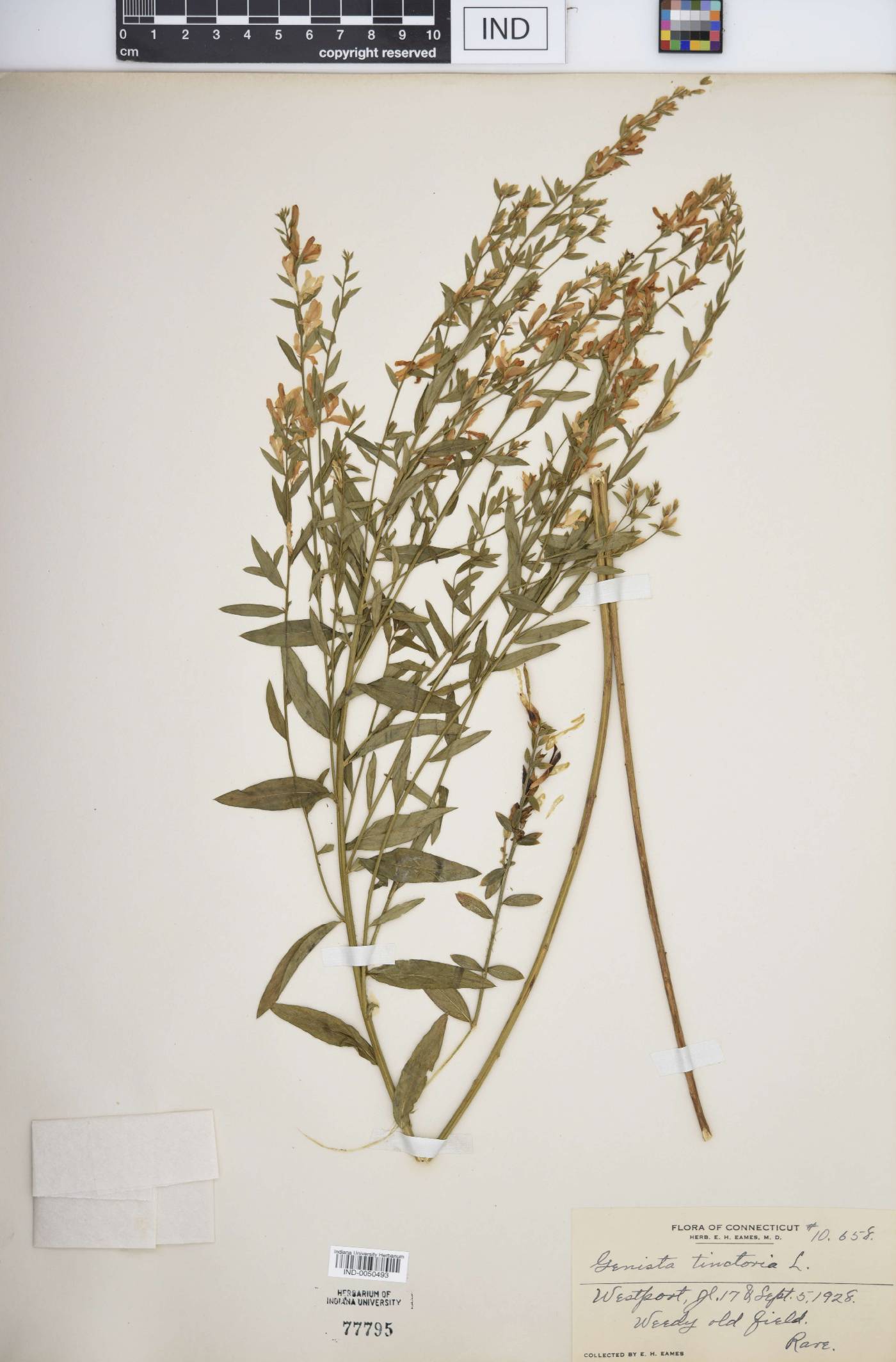 Genista tinctoria image
