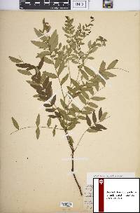 Gleditsia aquatica image