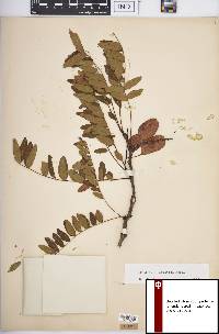 Gleditsia aquatica image