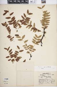 Gleditsia aquatica image