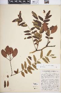 Gleditsia aquatica image