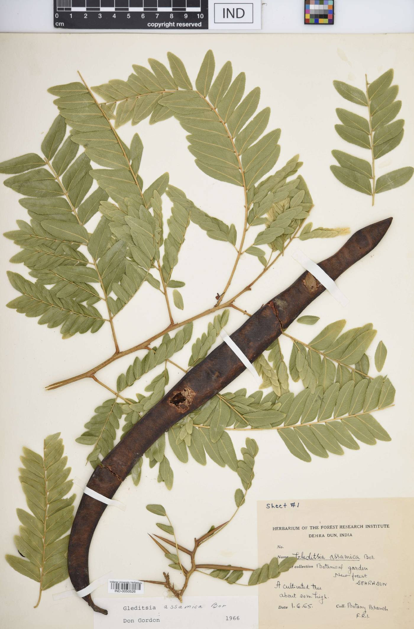 Gleditsia assamica image