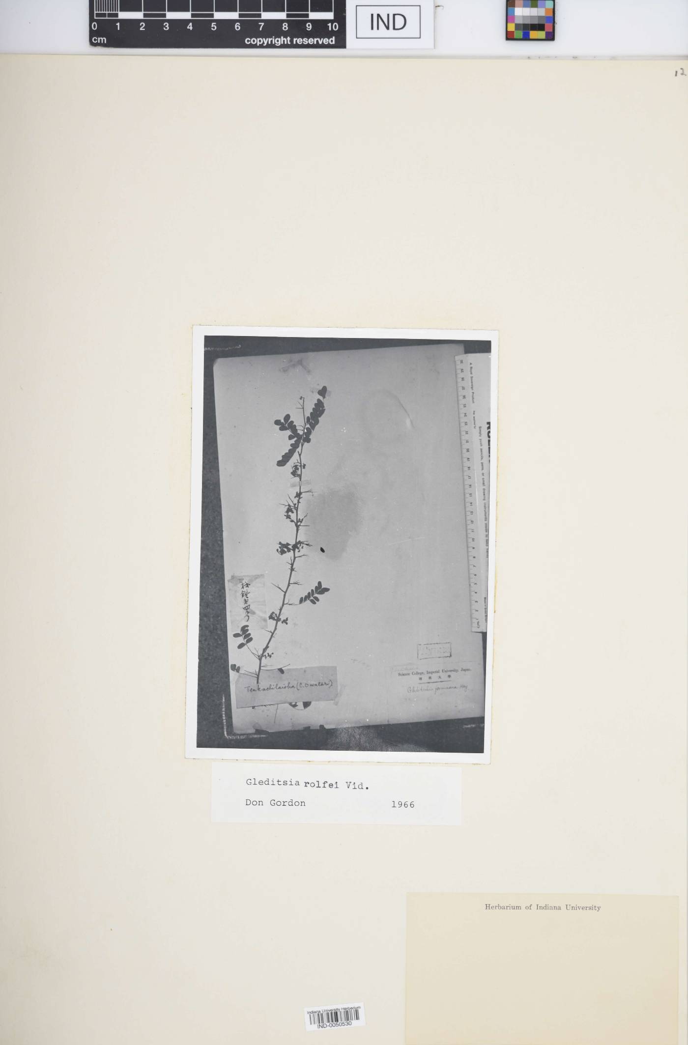 Gleditsia rolfei image