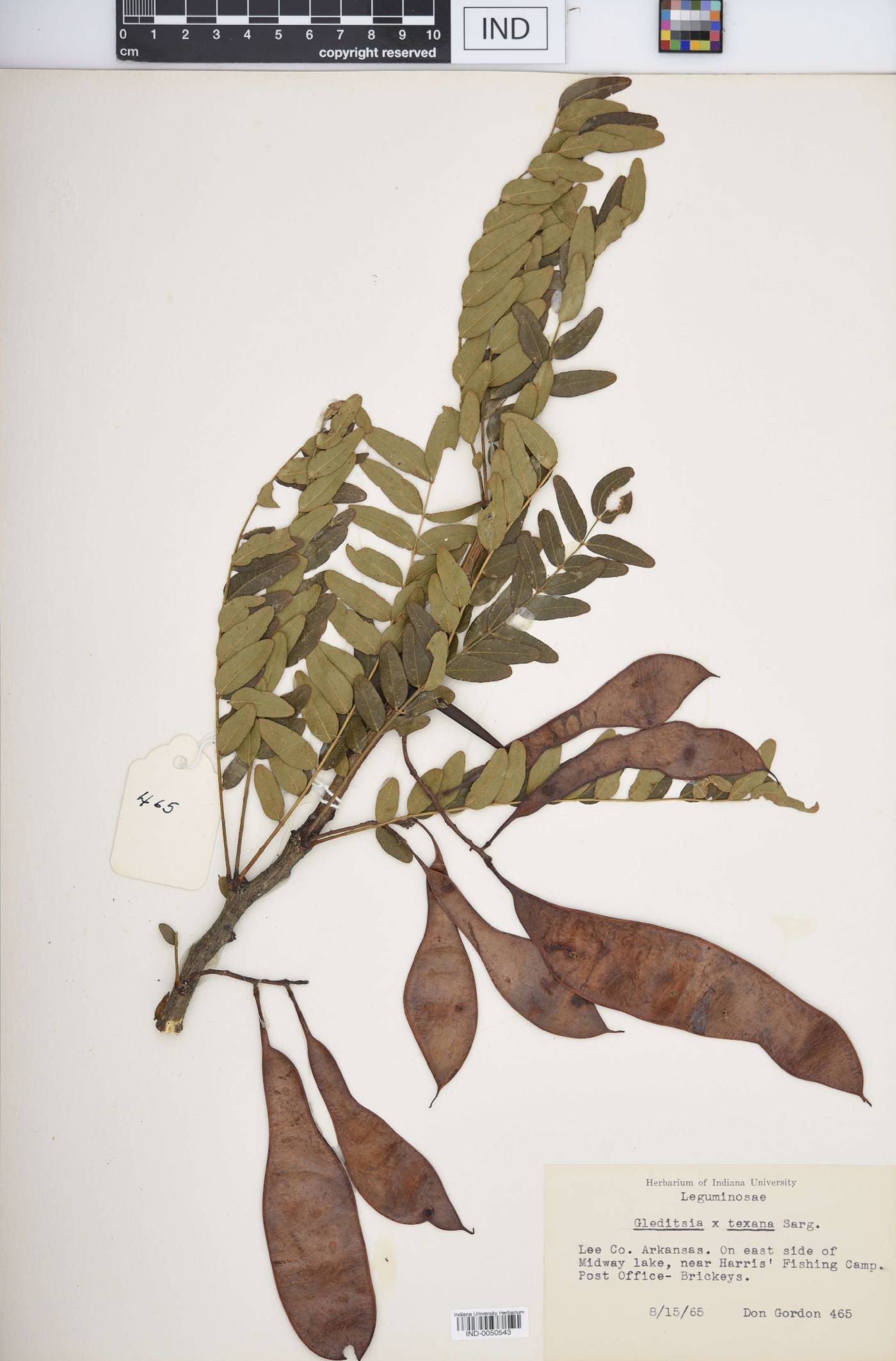 Gleditsia × texana image