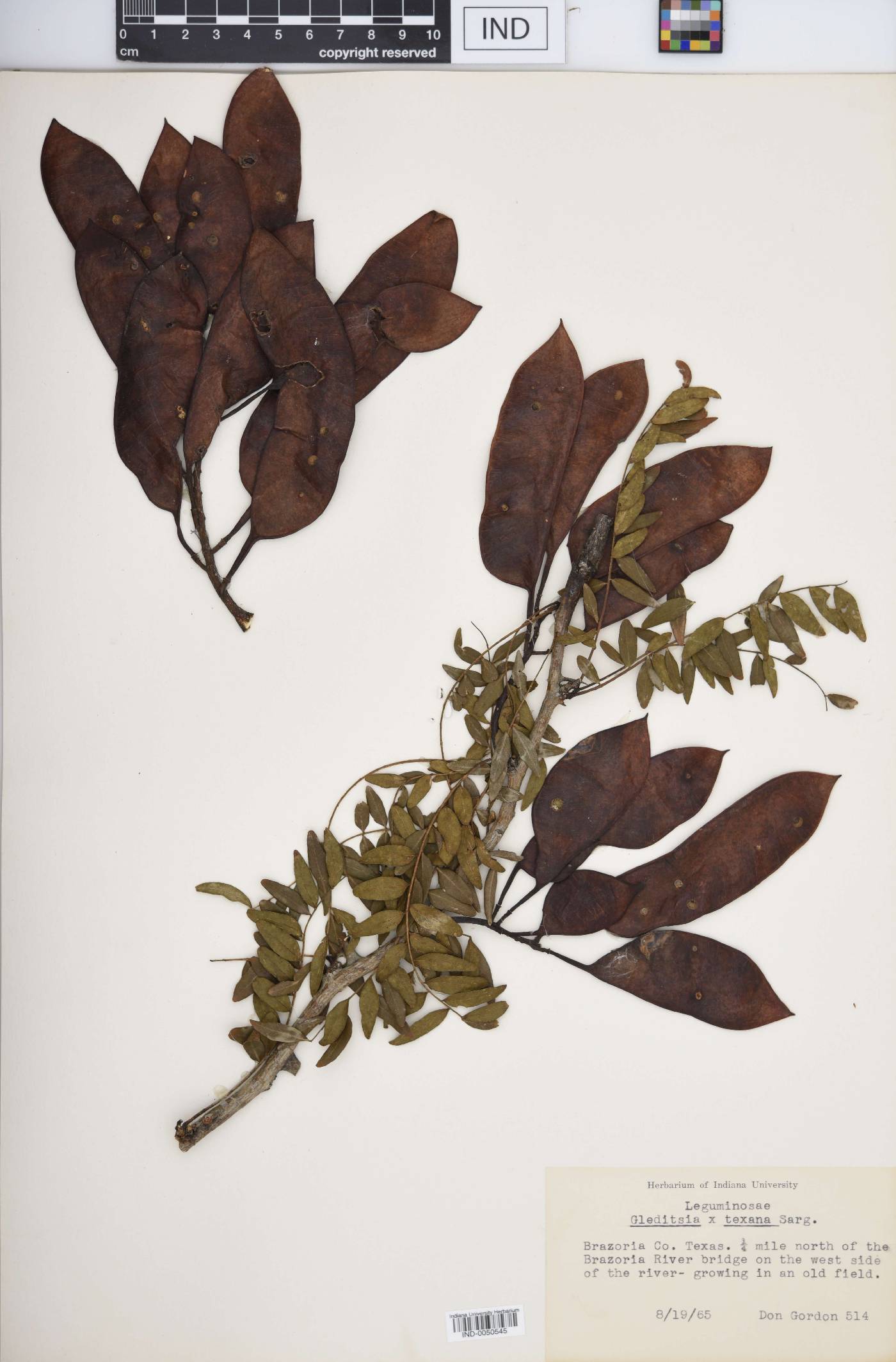 Gleditsia × texana image
