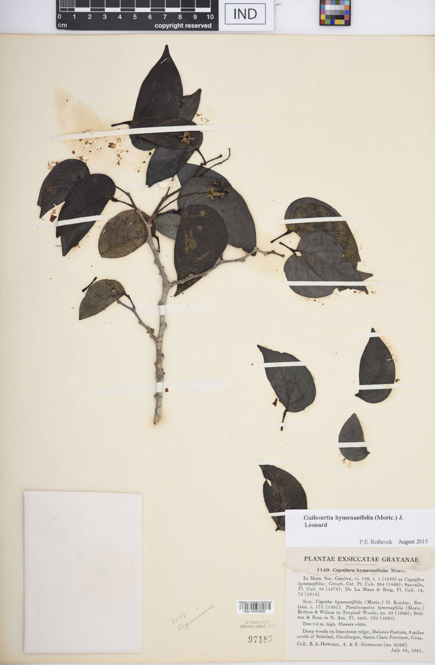 Guibourtia hymenaefolia image