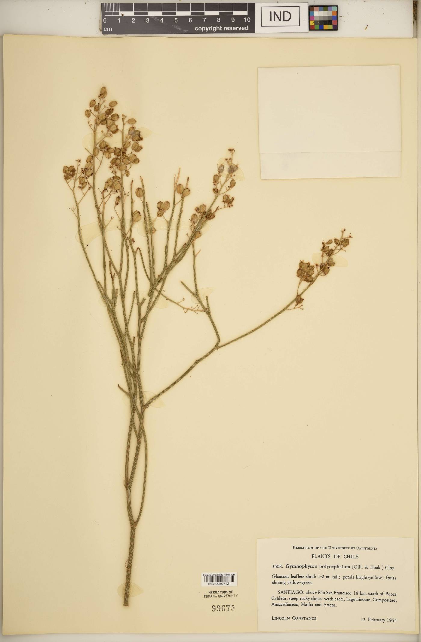Gymnophyton polycephalum image