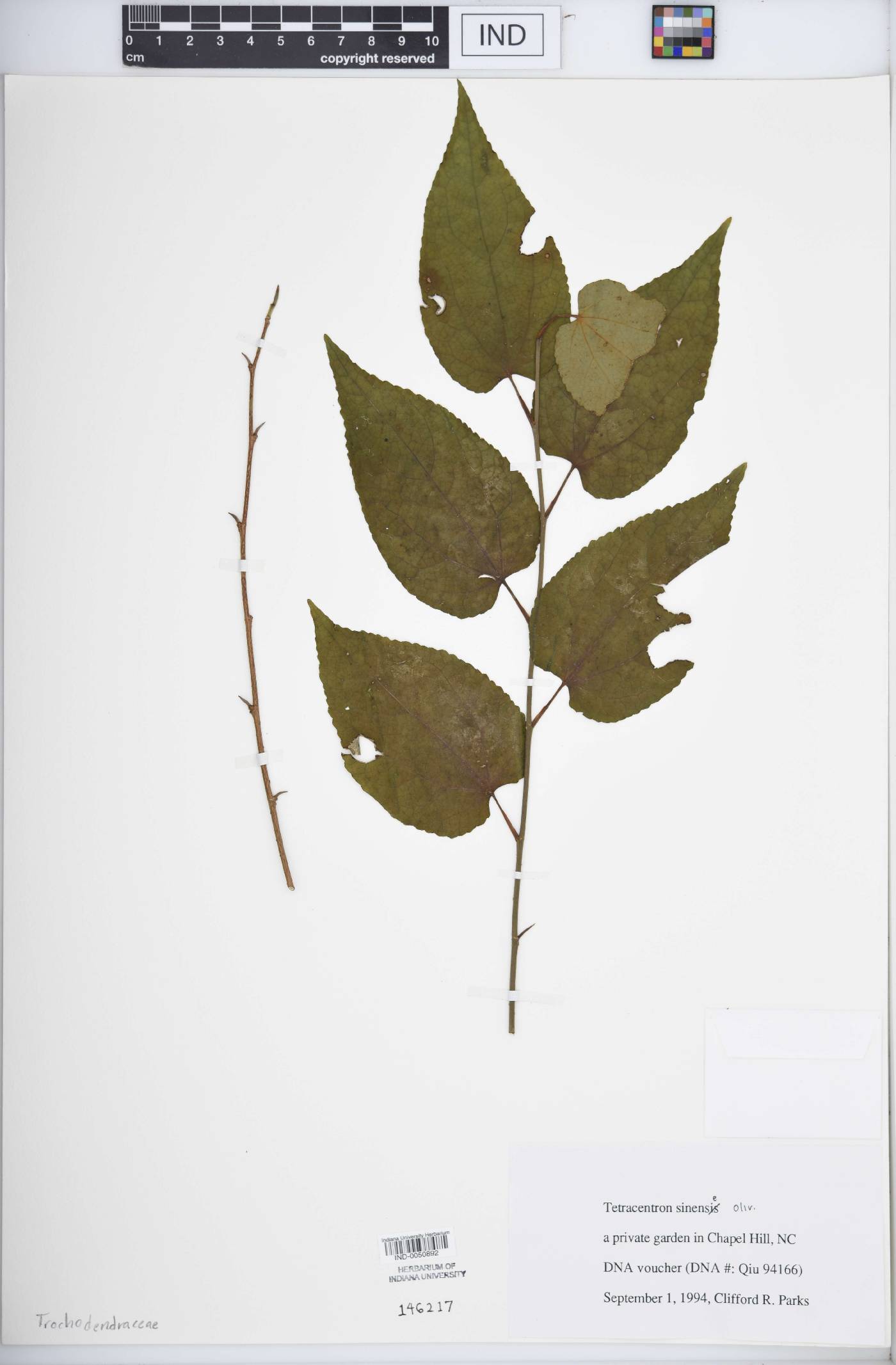 Tetracentron image