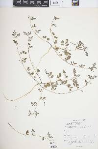 Indigofera glabra image