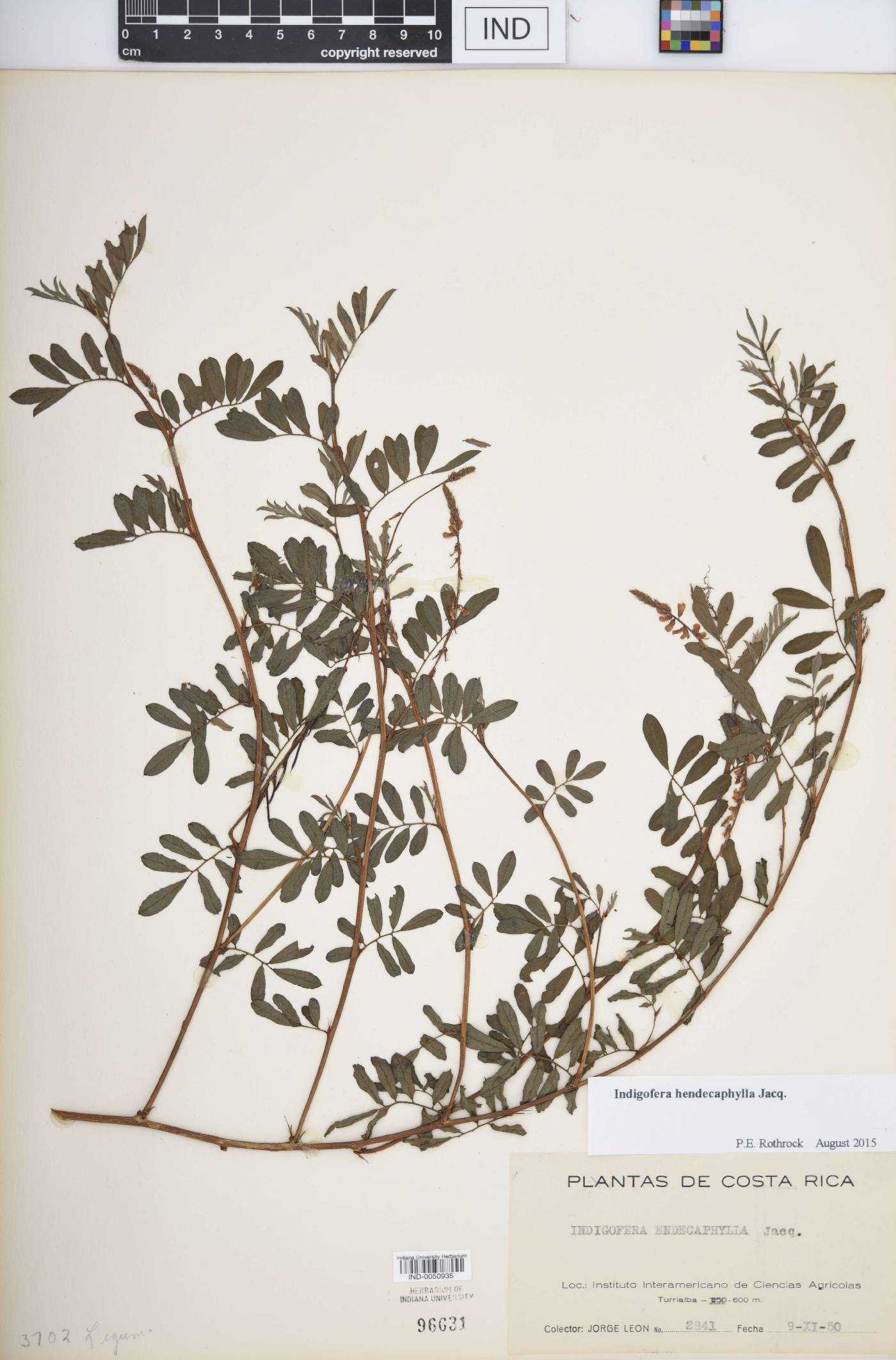 Indigofera hendecaphylla image