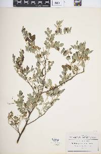 Indigofera palmeri image