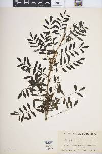 Indigofera suffruticosa image