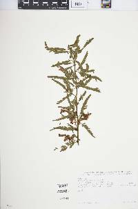 Kotschya africana var. bequaertii image