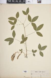 Laburnum vulgare image