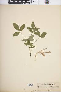 Laburnum vulgare image