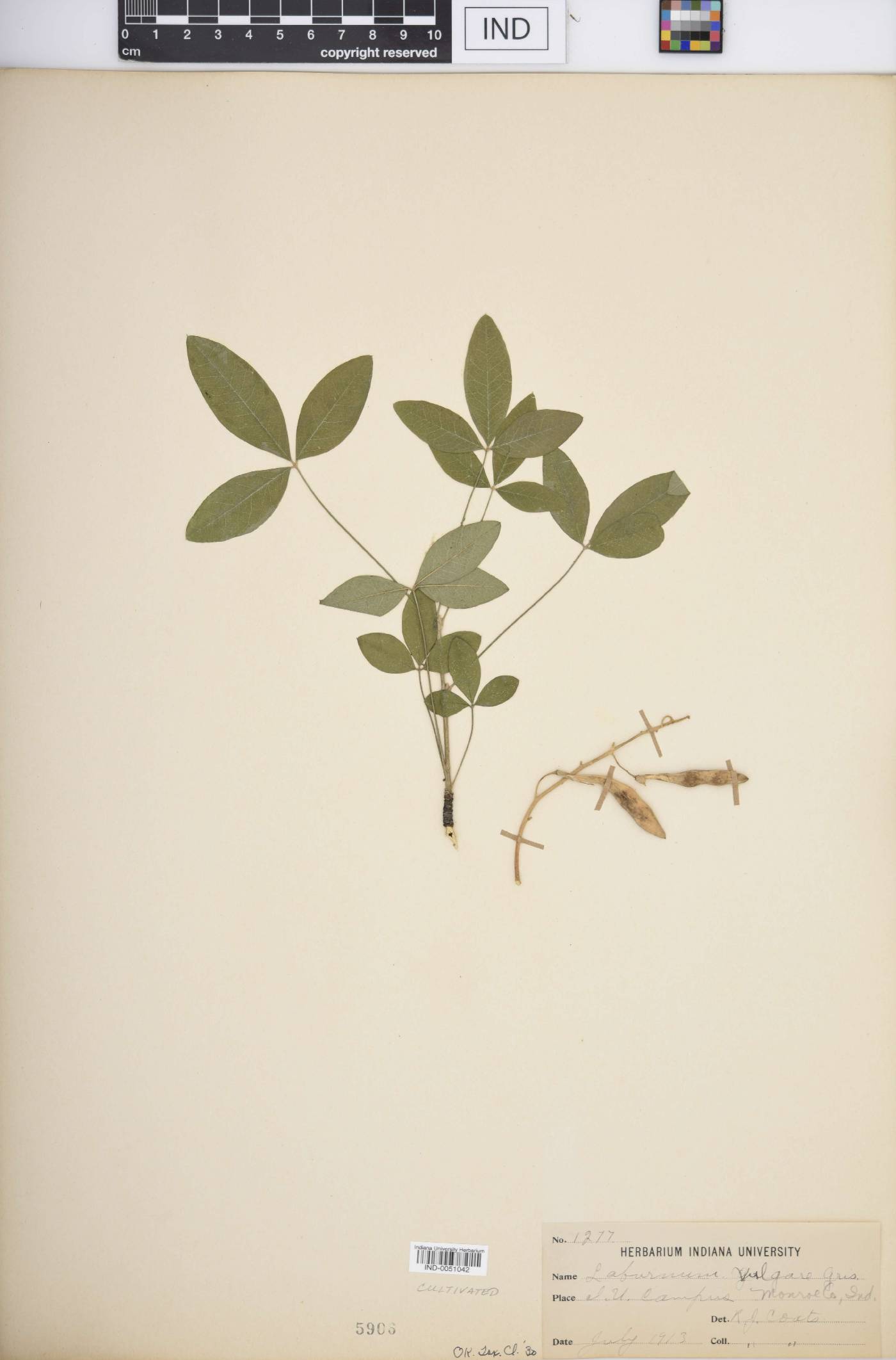 Laburnum vulgare image
