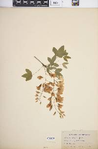 Laburnum vulgare image