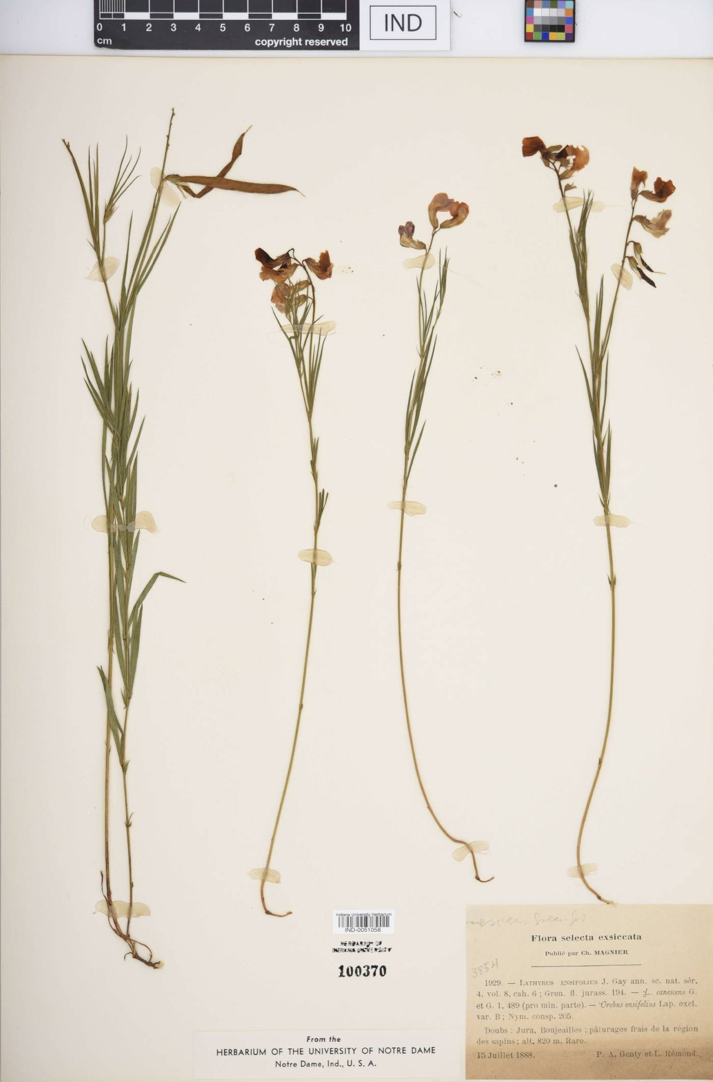 Lathyrus ensifolius image