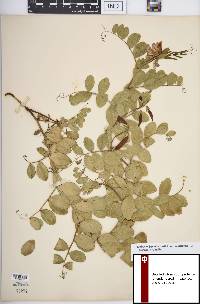 Lathyrus japonicus var. maritimus image