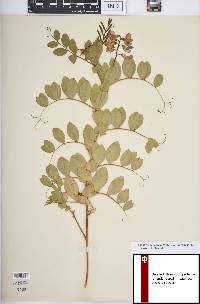 Lathyrus japonicus image