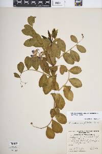 Lathyrus japonicus image