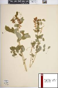 Lathyrus ochroleucus image