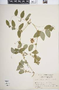 Lathyrus ochroleucus image