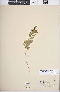 Lathyrus polymorphus subsp. polymorphus image
