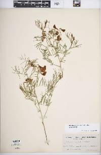 Lathyrus polymorphus image