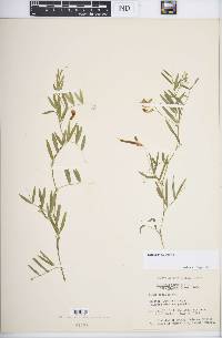 Lathyrus palustris image