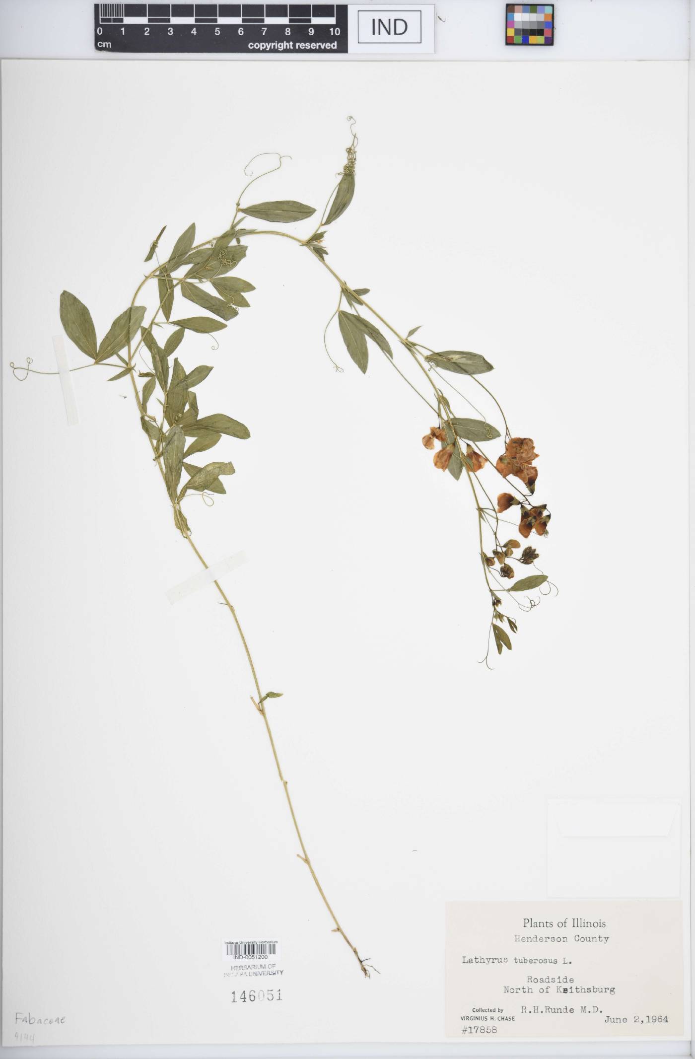 Lathyrus tuberosus image