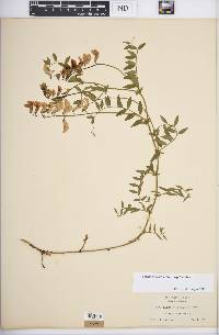 Lathyrus vestitus subsp. vestitus image