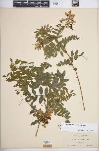 Lathyrus vestitus subsp. vestitus image