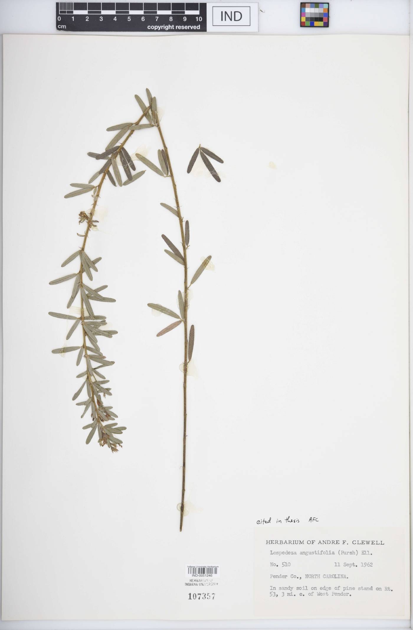 Lespedeza angustifolia image