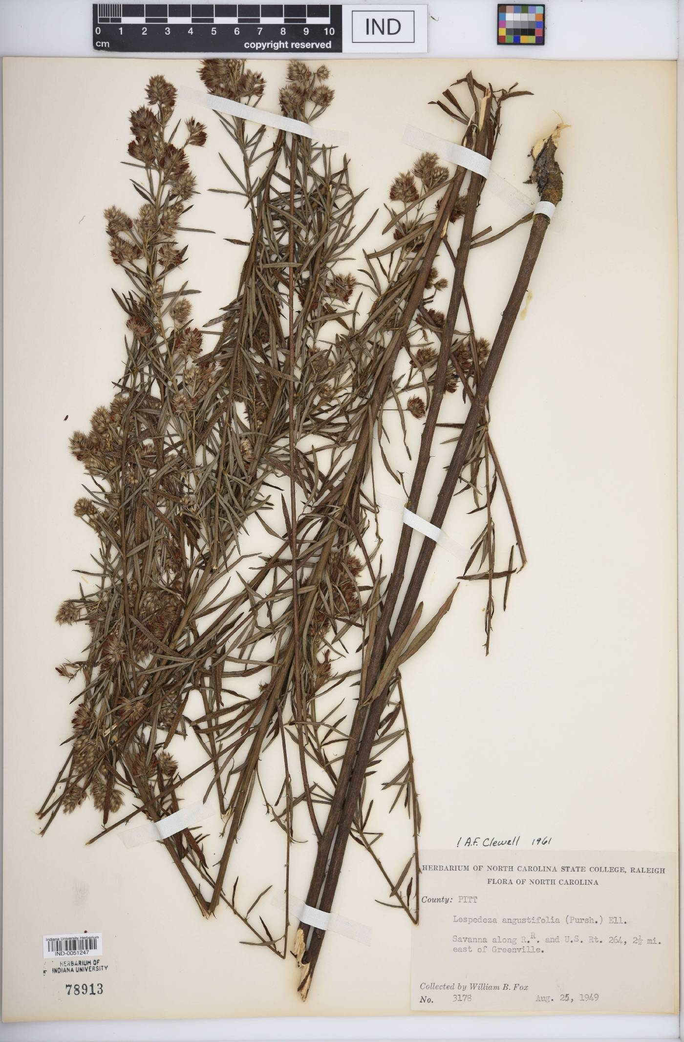 Lespedeza angustifolia image