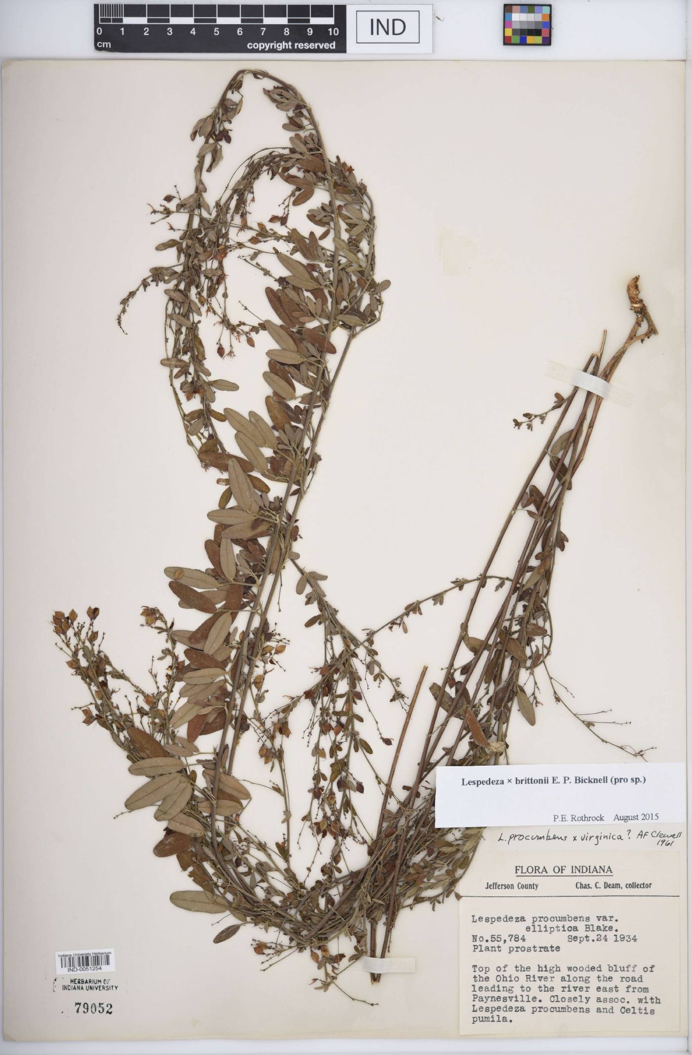 Lespedeza × brittonii image