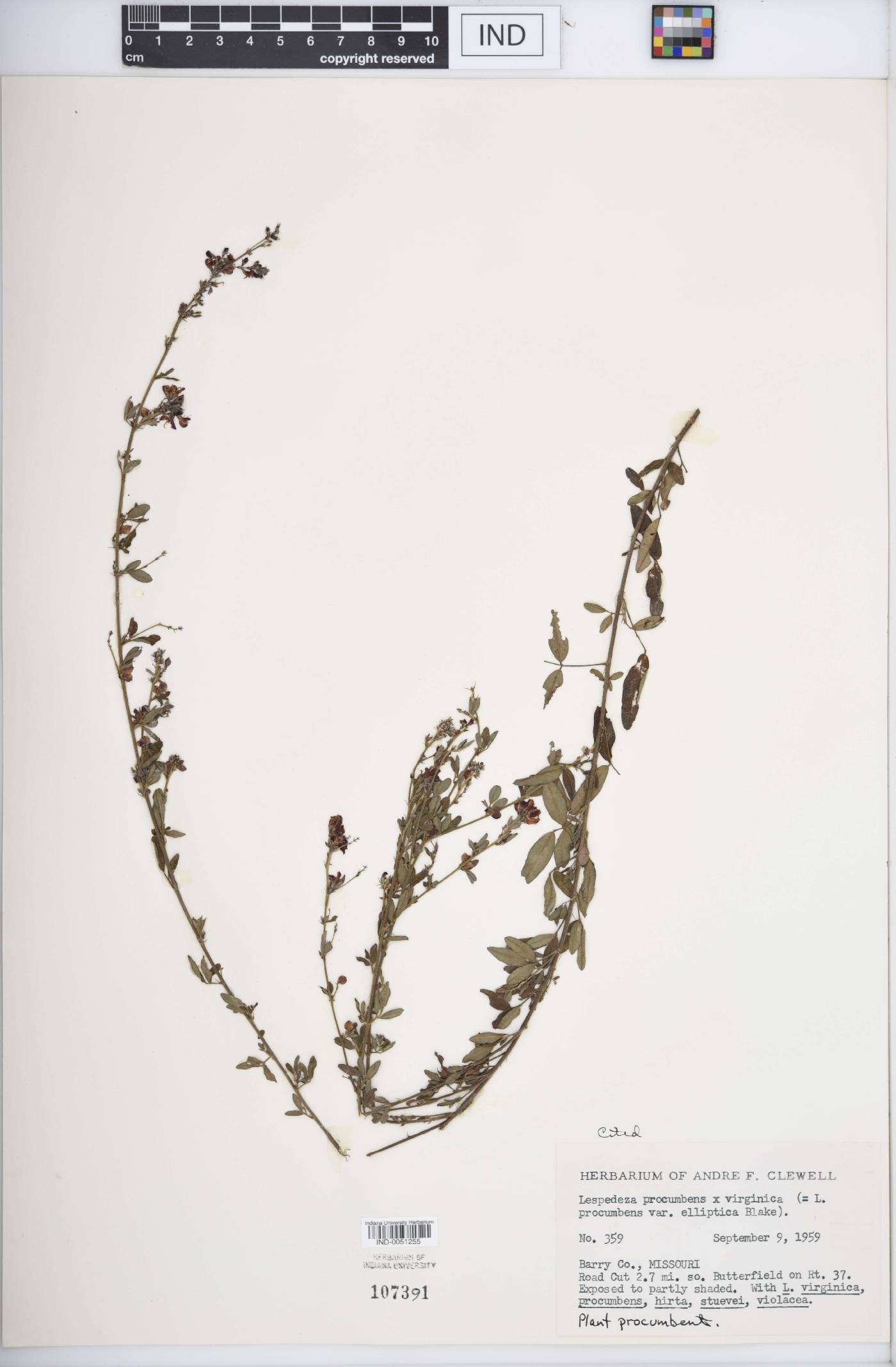 Lespedeza × oblongifolia image