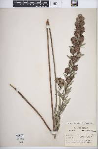 Lespedeza capitata image