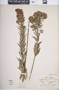 Lespedeza capitata image