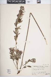 Lespedeza capitata image