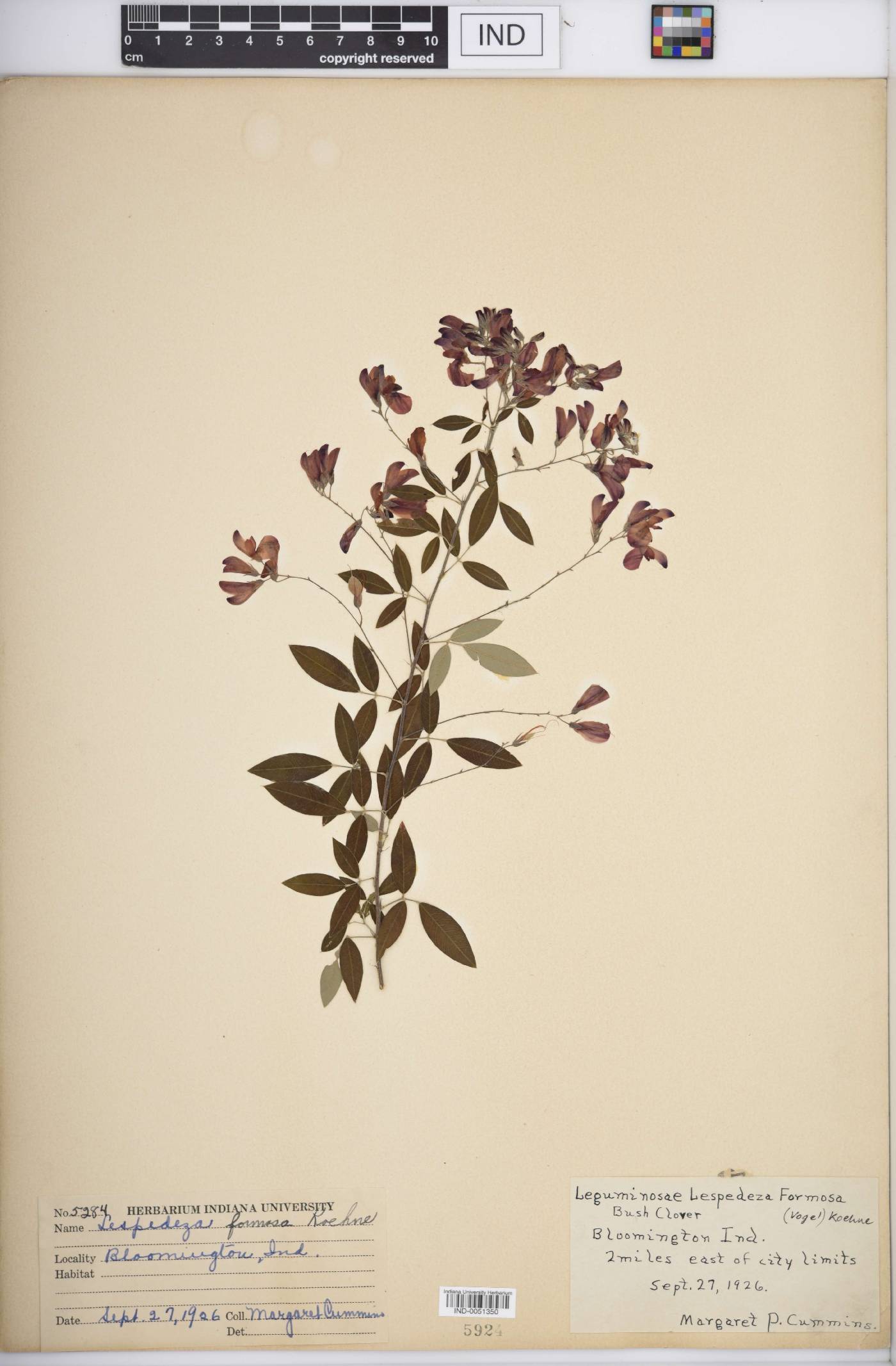 Lespedeza formosa image