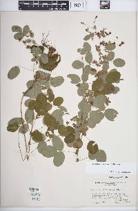 Lespedeza frutescens image