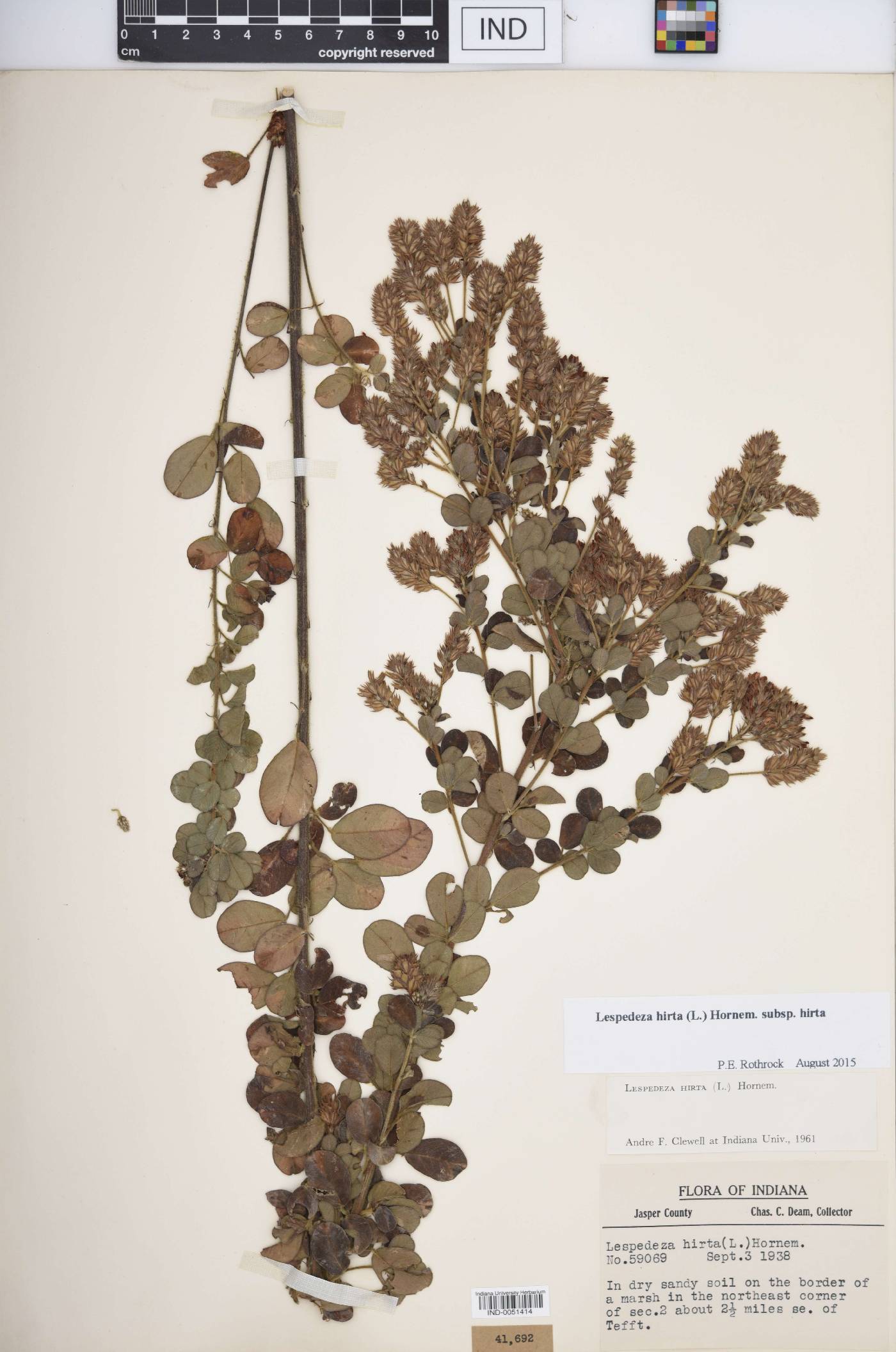 Lespedeza hirta subsp. hirta image