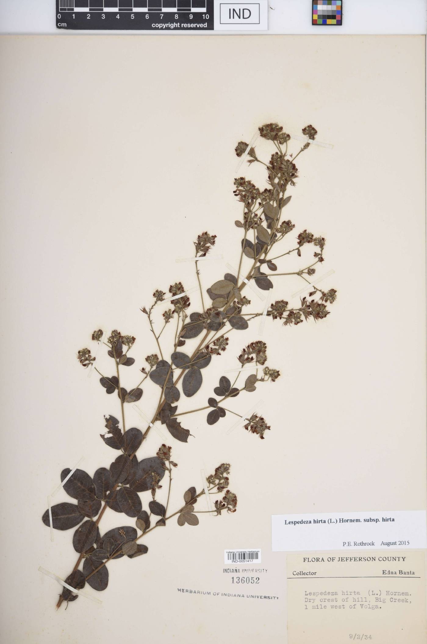 Lespedeza hirta subsp. hirta image