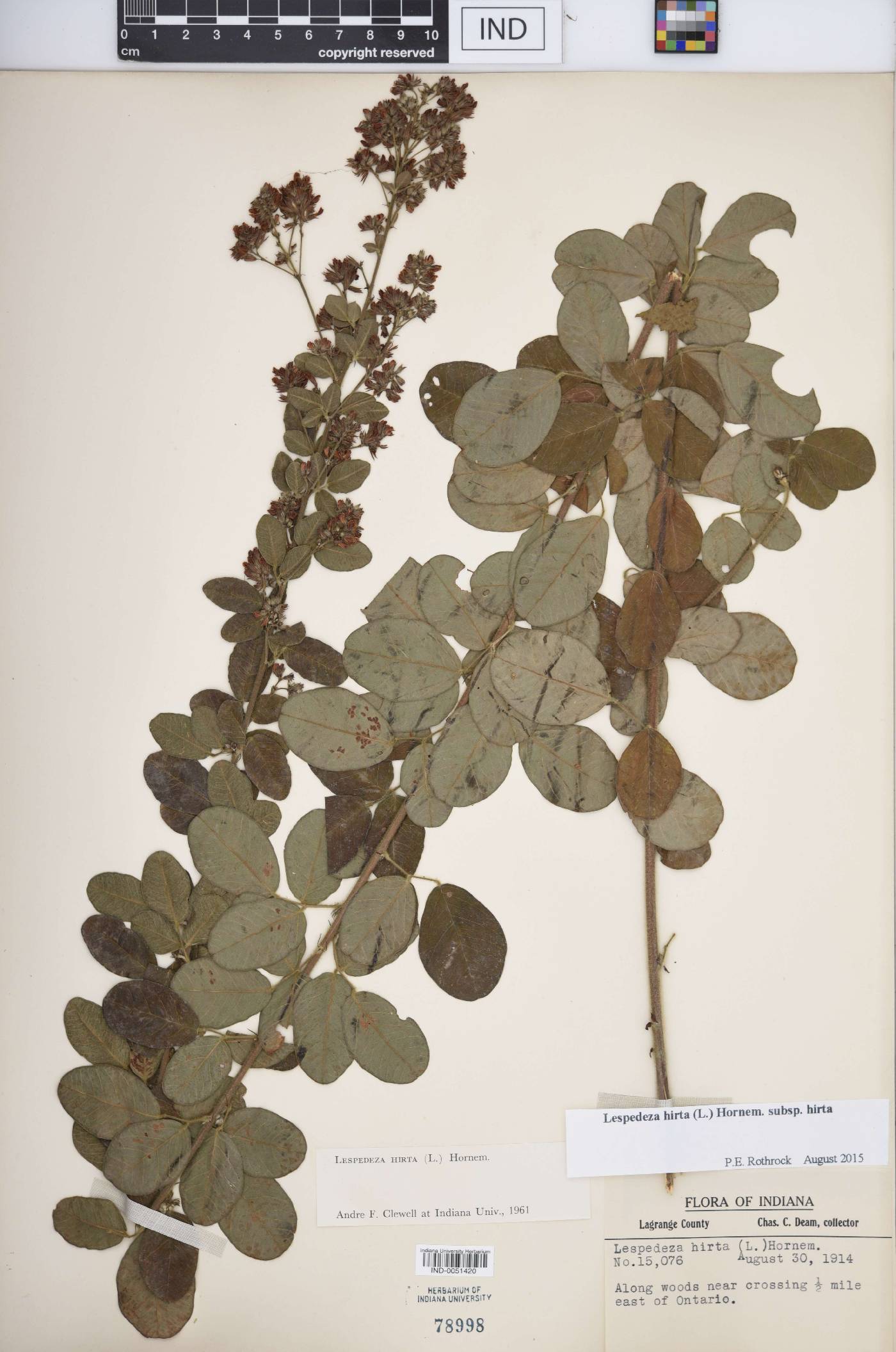 Lespedeza hirta subsp. hirta image